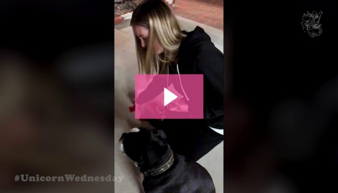 Unicorn Wednesday Week 10 - Tank the Magic Dog